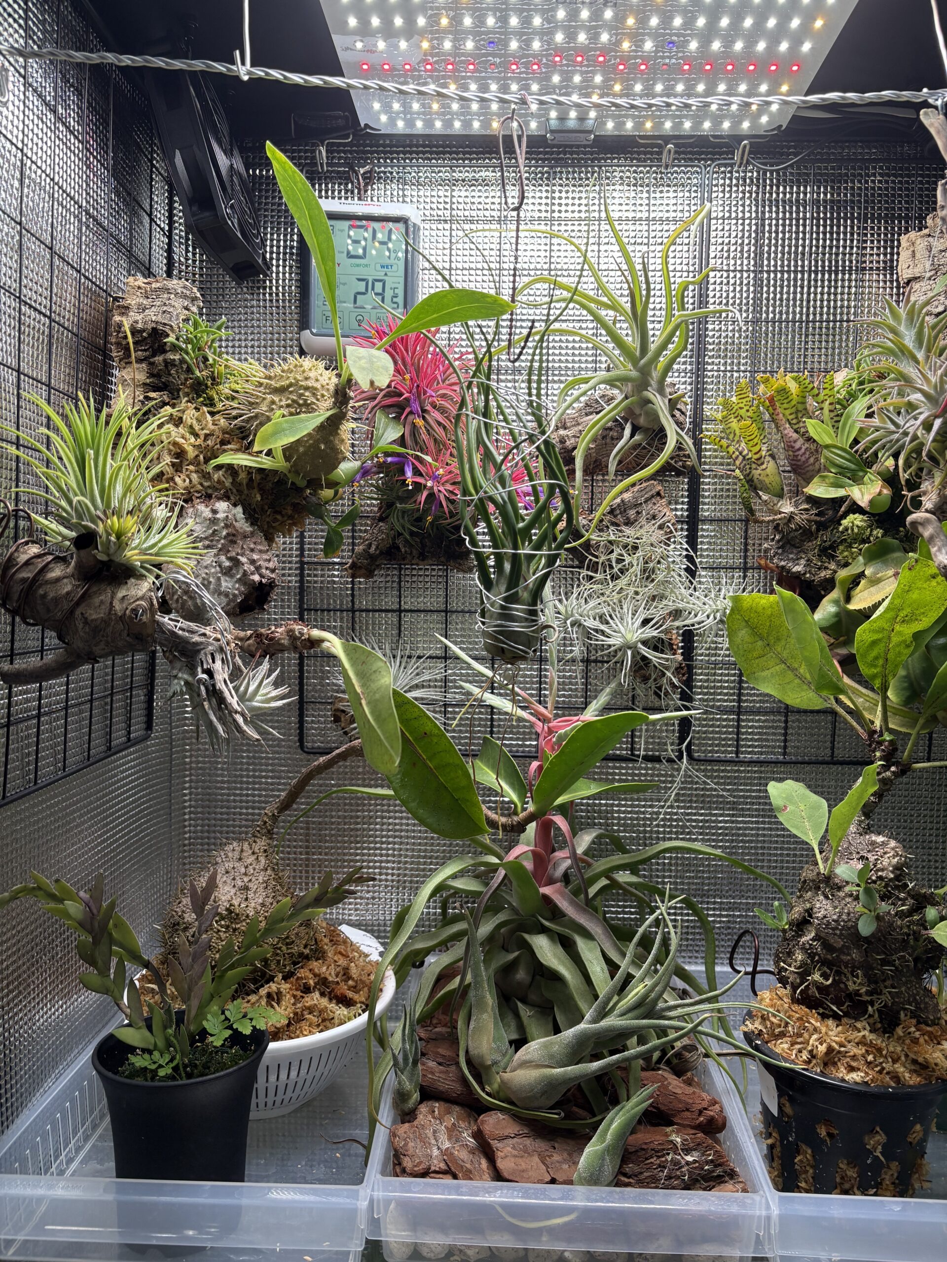 温室内のチランジア、アリ植物