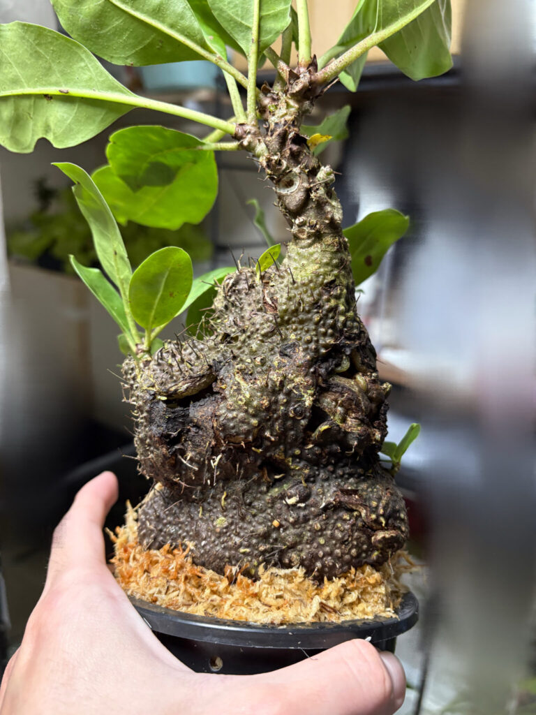 養生前のミルメコディア現地株の状態。葉や茎の特徴が見える。