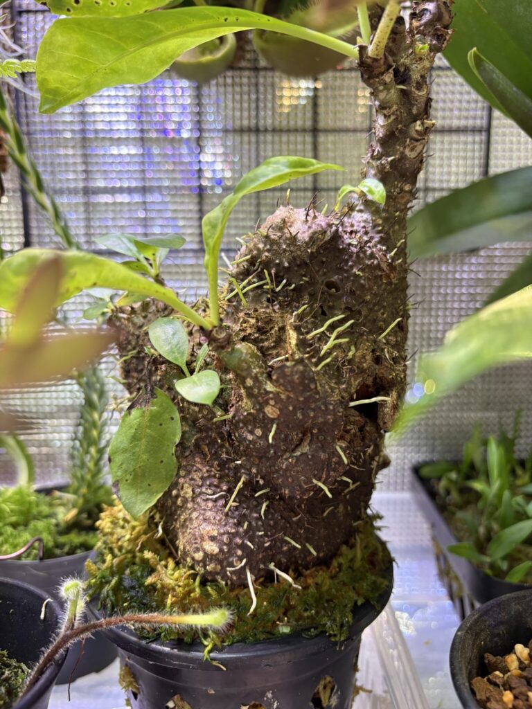 ミルメコディアの気根が伸びている様子。健康な成長の兆しを示す写真。