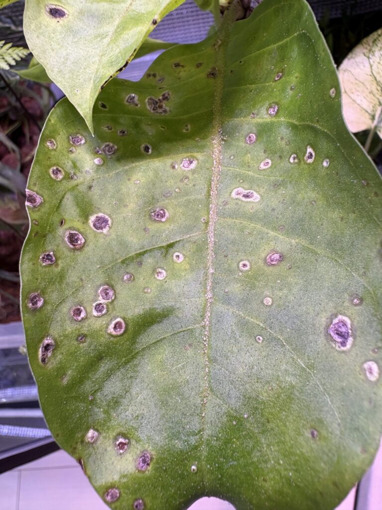 葉に斑点が現れたミルメコディアの葉のクローズアップ。病気や環境ストレスの可能性を示す。