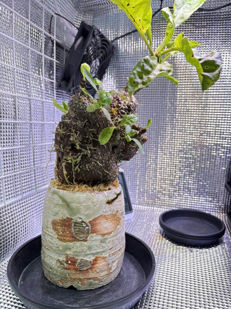 3ヶ月間の養生を終えたミルメコディア現地株の全体像。