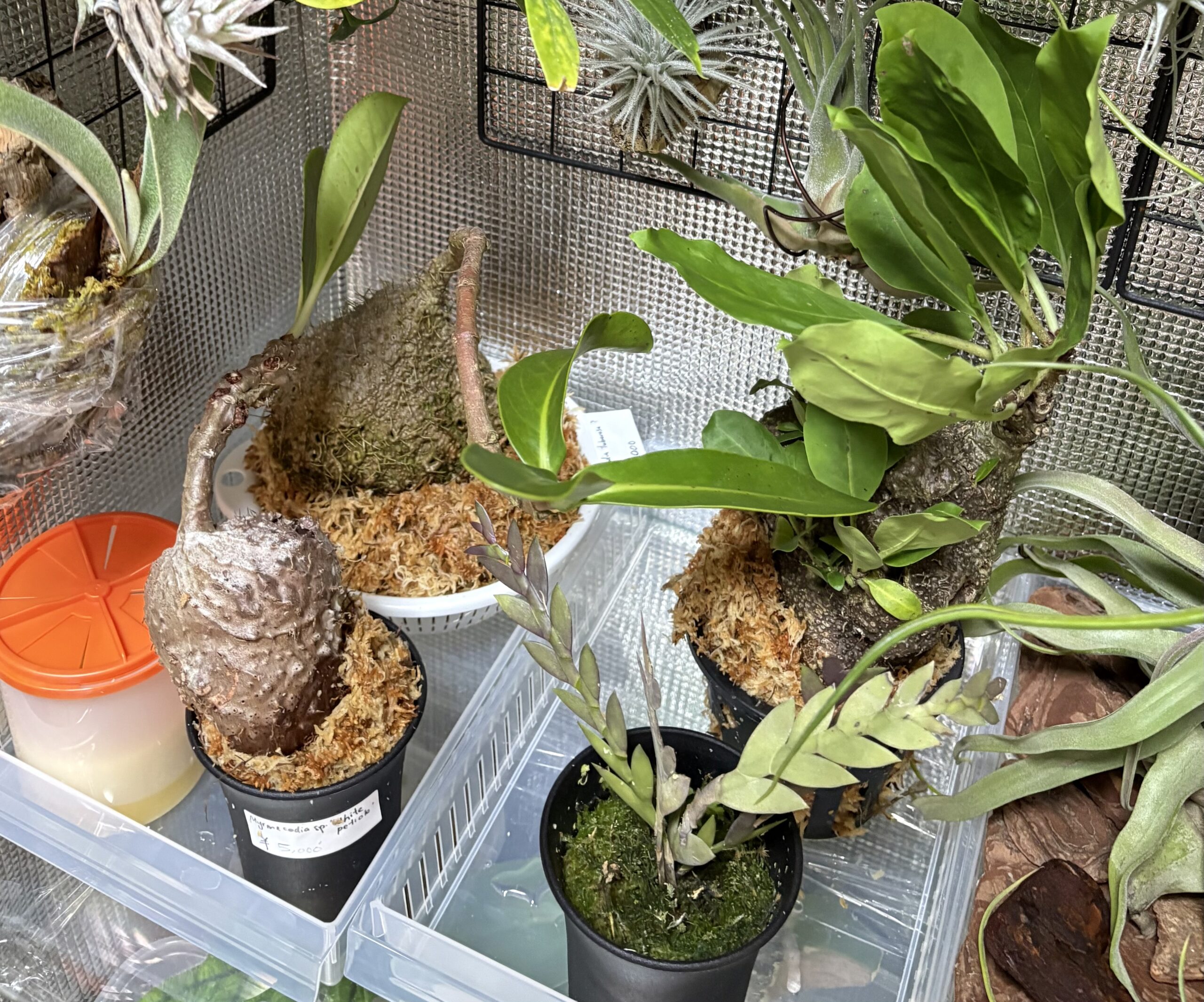 ミルメコディアを含む植物が並ぶ温室の全景。養生環境の様子を示す写真。